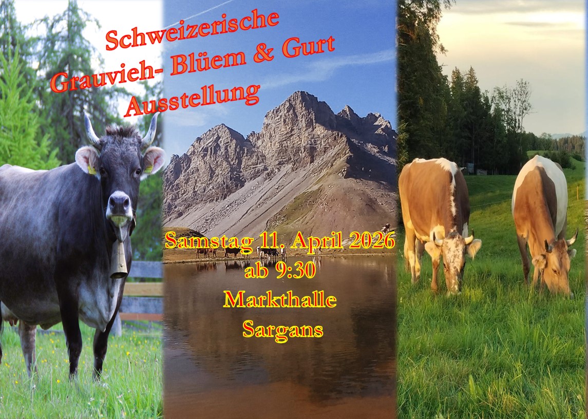 Grauvieh Ausstellung